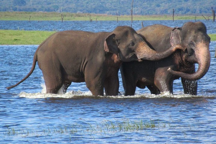 Wildlife Safari at Kaudulla National Park - Photo 1 of 4